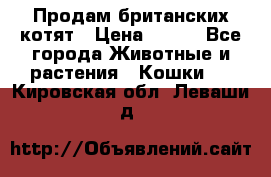 Продам британских котят › Цена ­ 500 - Все города Животные и растения » Кошки   . Кировская обл.,Леваши д.